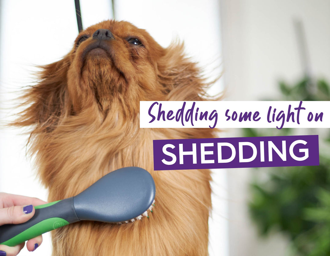 Let's Get Groomy: Shedding Some Light On Shedding