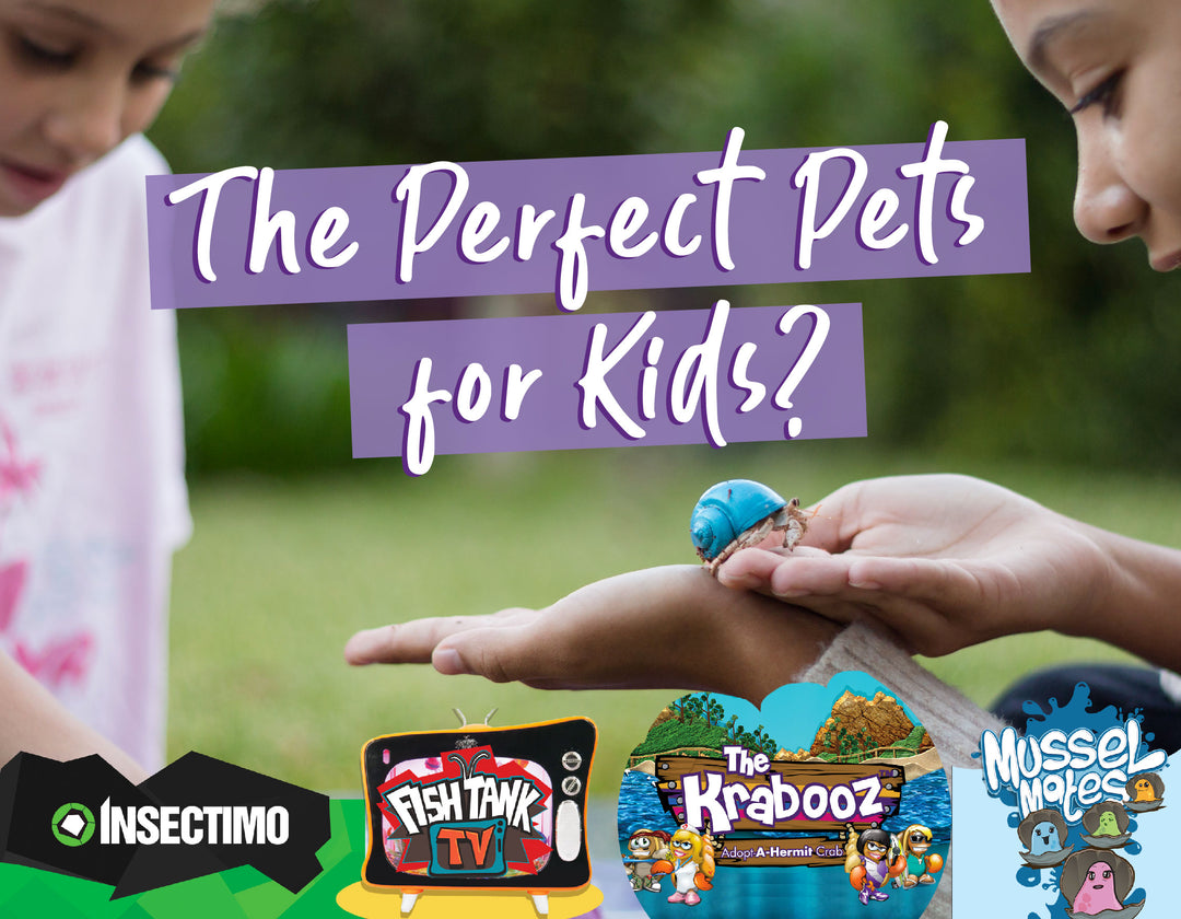 The Perfect Starter Pets for Kids