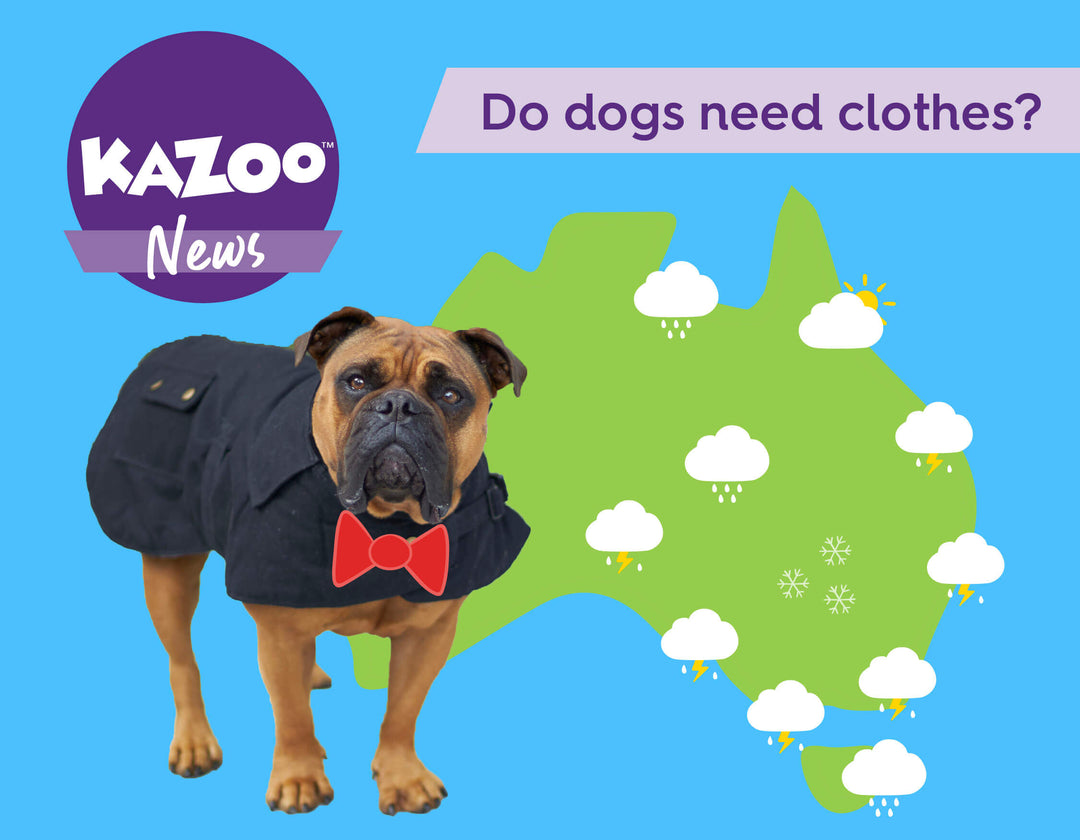 Do dogs need need clothes? 🌦️ The Weather Furshion Report