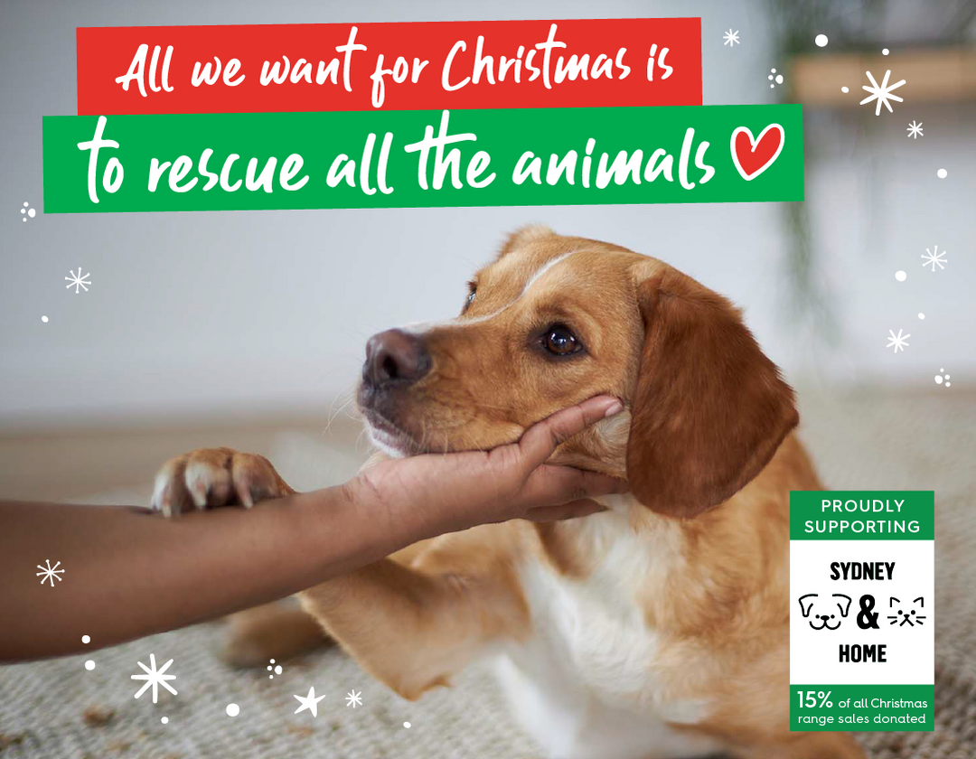 Rescue dogs and cats christmas appeal