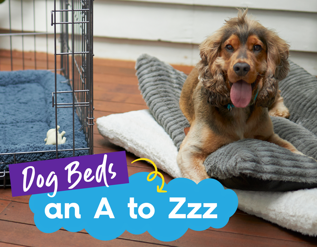 An A to Zzz Guide To Dog Beds 😴