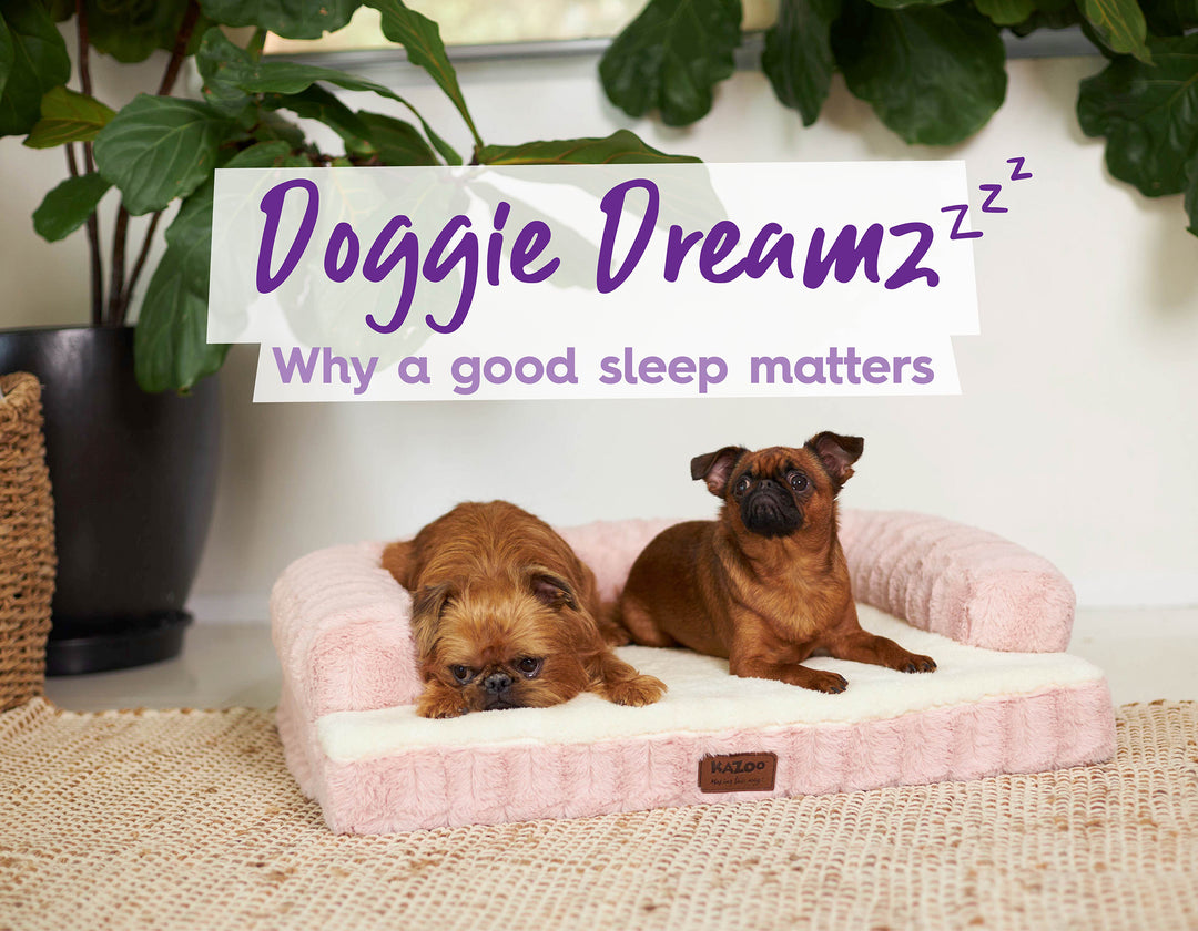 Doggy Dreamzzz 🎉 Why A Good Sleep Matters