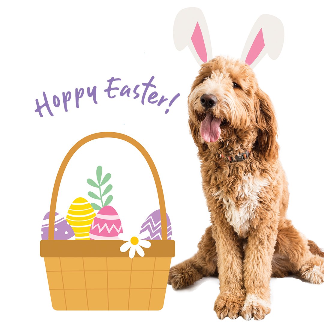 Easter Dog Biscuit Treats