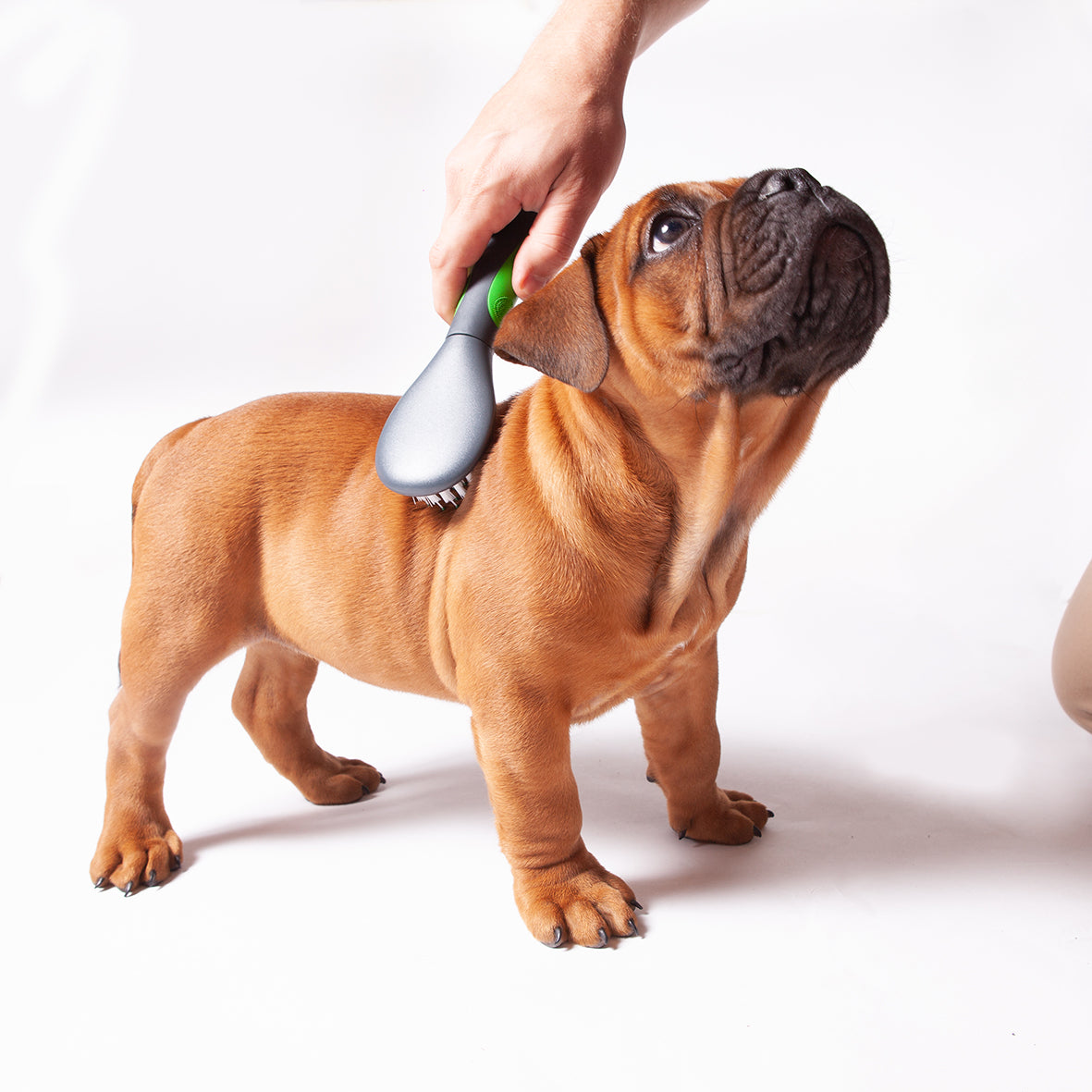 Puppy Grooming | Nail Clippers, Brushes & Trimmers | Kazoo Pet Co ... - Dog Grooming And Flea Control