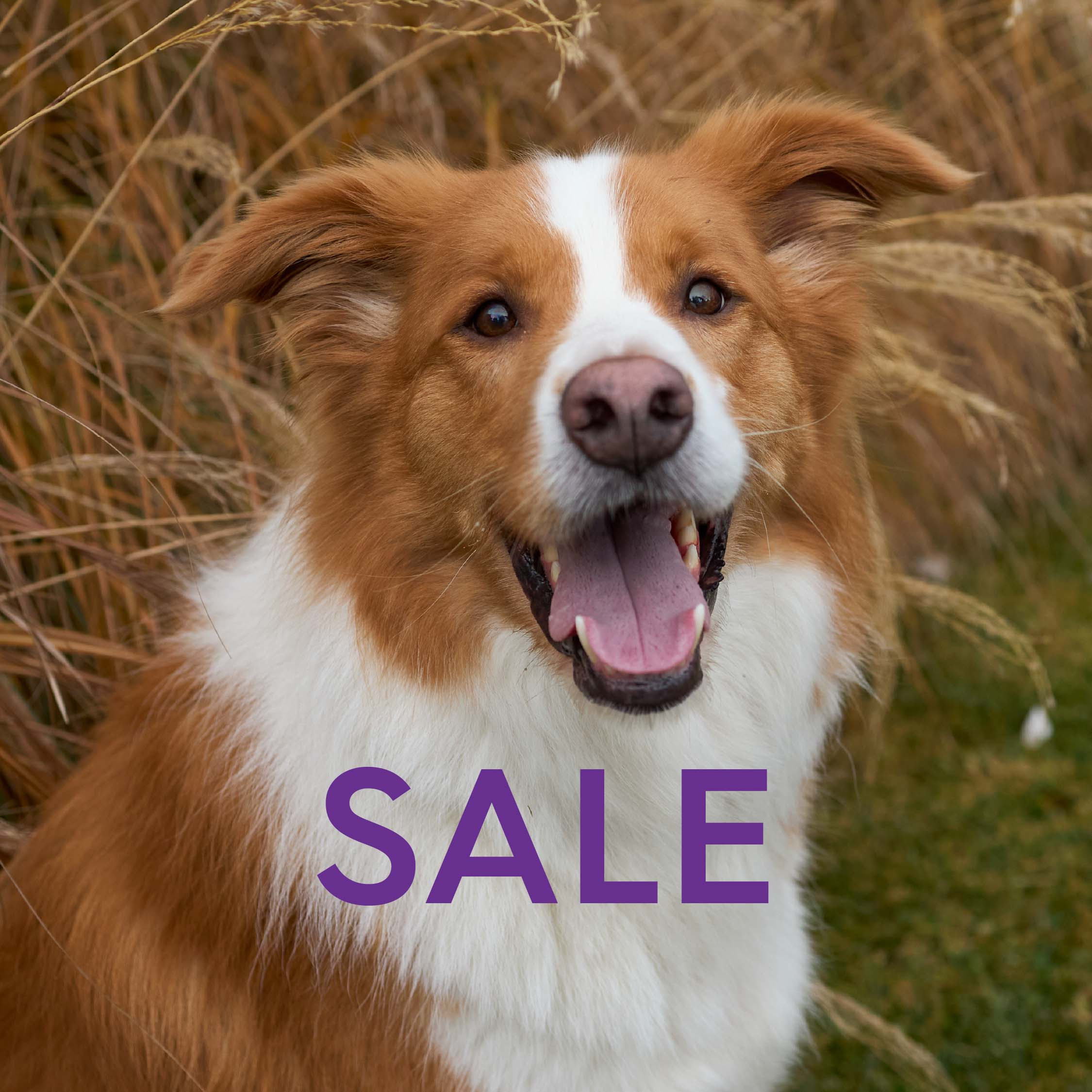 DOG SALE SPECIAL OFFERS visual data 8