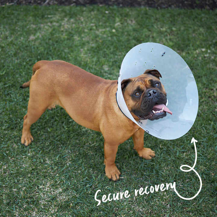 Recovery Collar - Clear