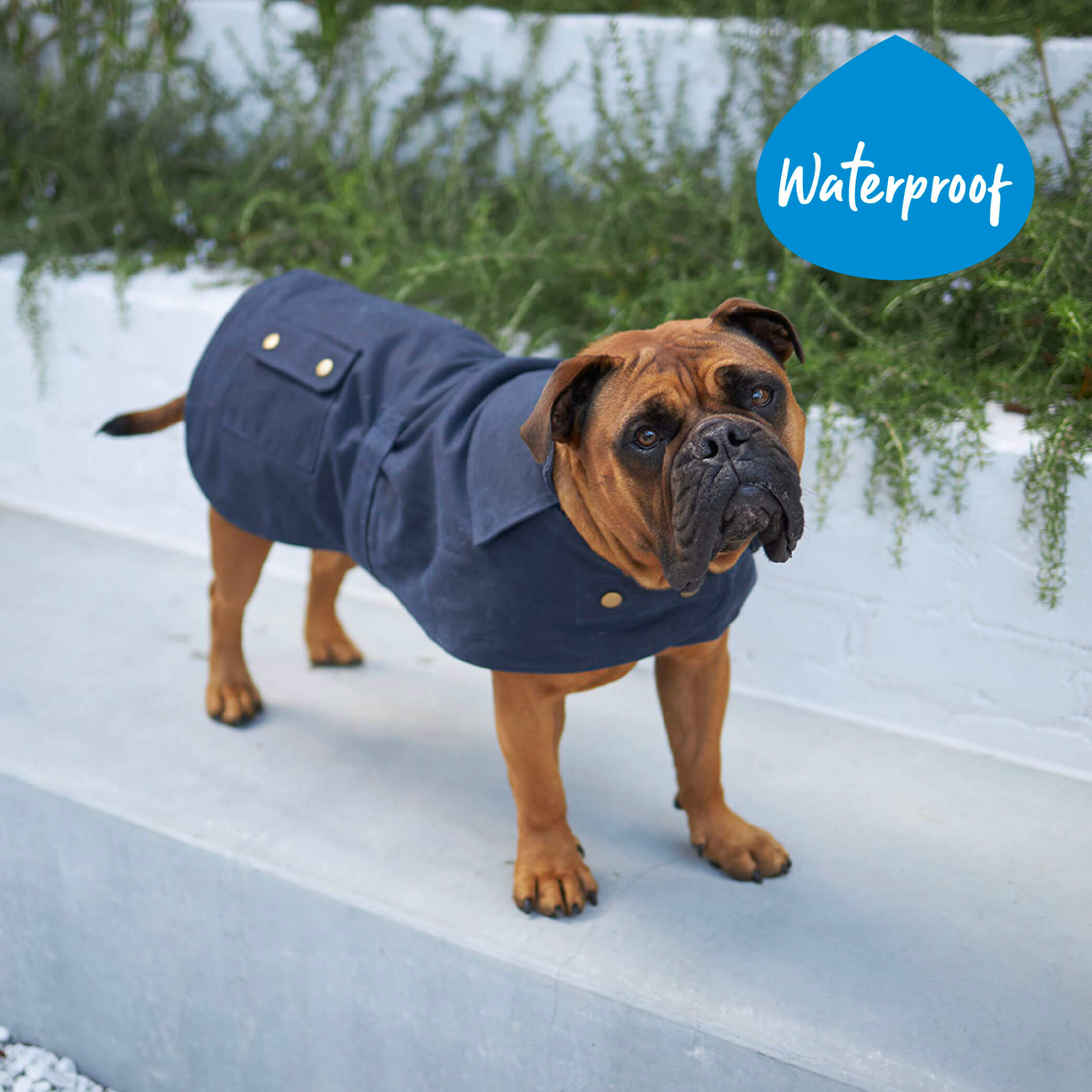 Aussie Oilskin Waterproof Dog Coat Navy Kazoo Pet Co