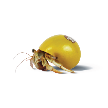 Live Pet Hermit Crab