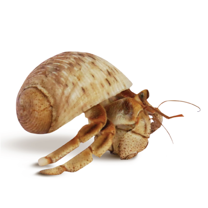 Live Pet Hermit Crab