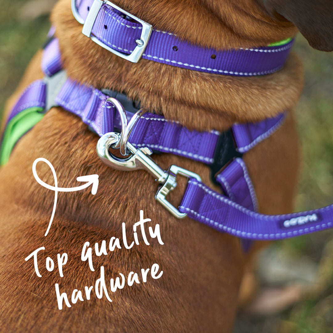 Active Dog Lead - Purple & Lime