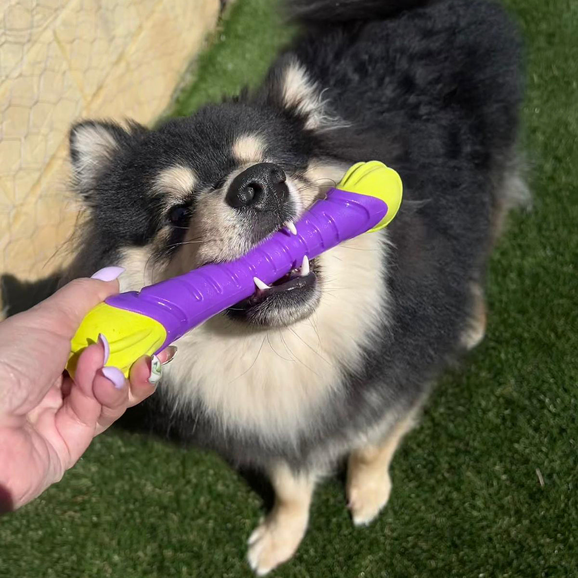 Extreme Play Dog Chew Stick Medium Kazoo Pet Co extreme-play-dog-chew-stick-medium-kazoo-pet-co