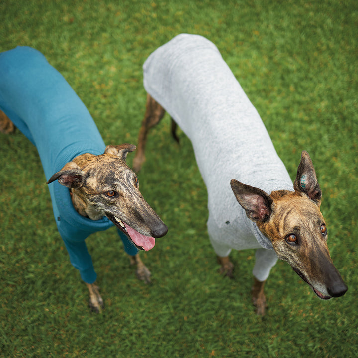 Greyhound Knit Jumper - Bondi
