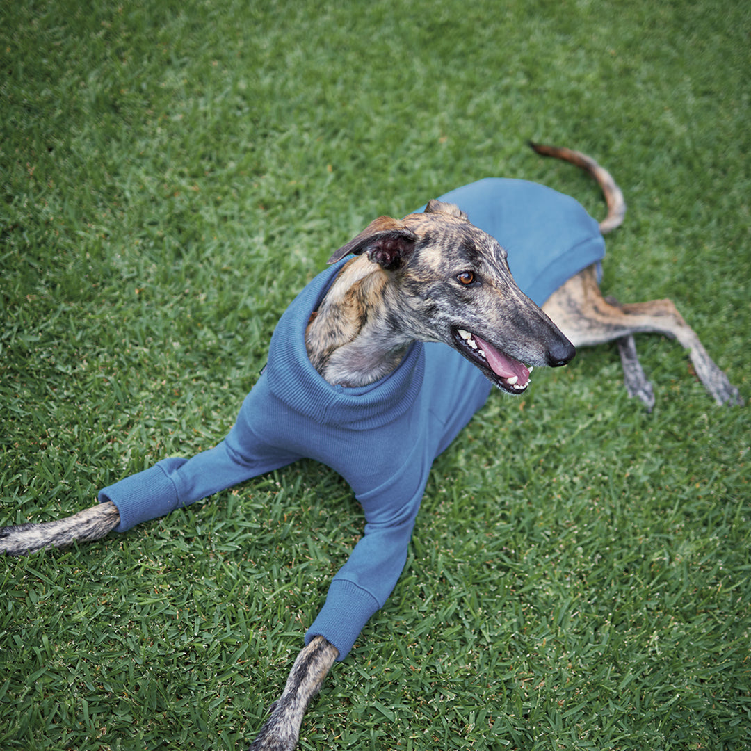 Greyhound Knit Jumper - Brighton
