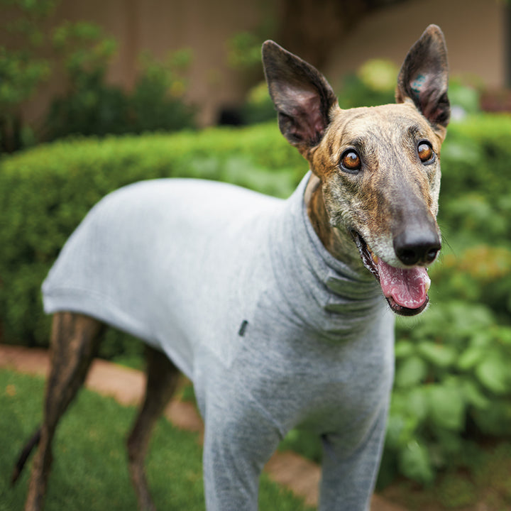 Greyhound Softie Jumper - Grey