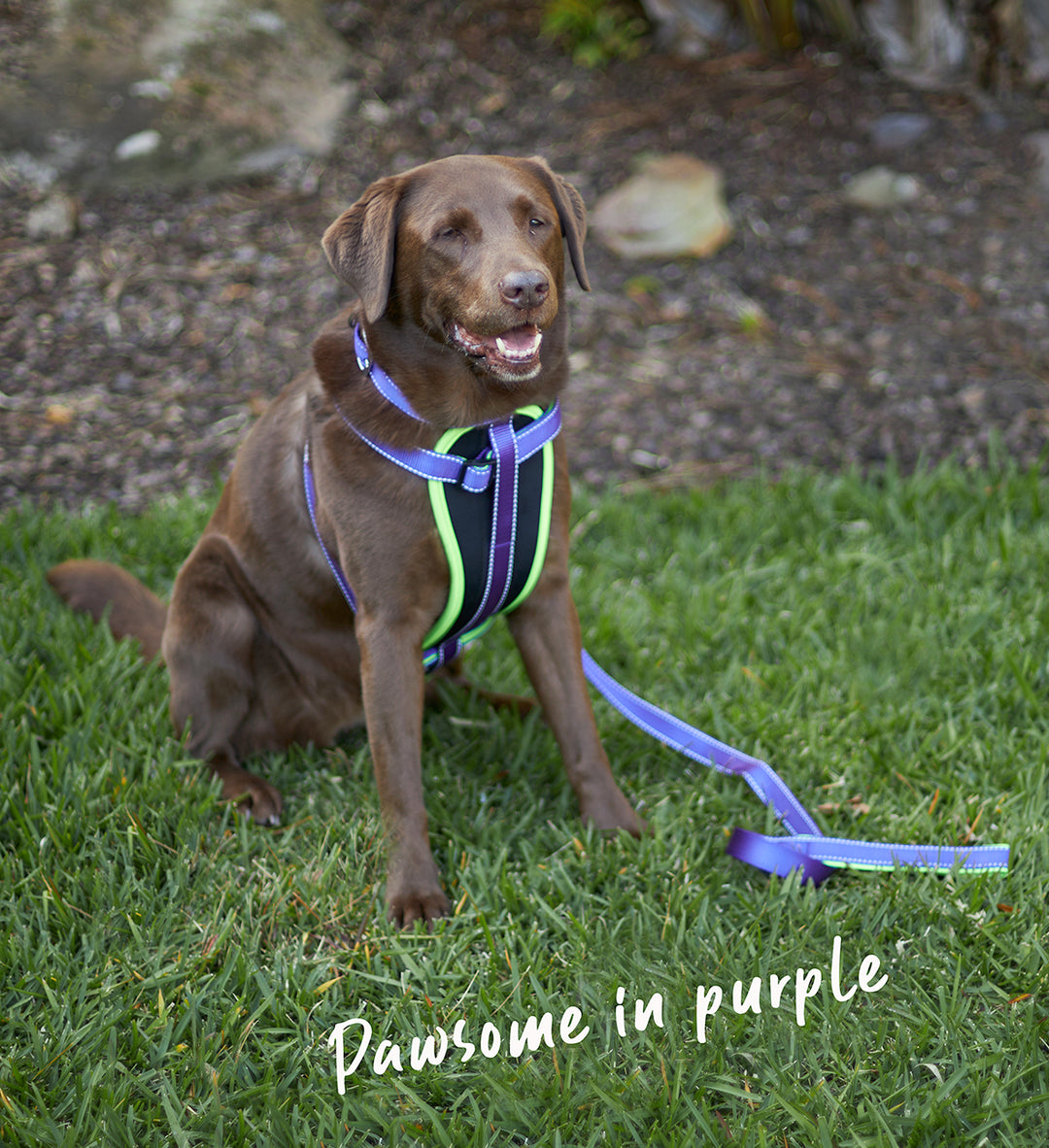 Active Walking Harness - Purple & Lime - Kazoo Pet Co