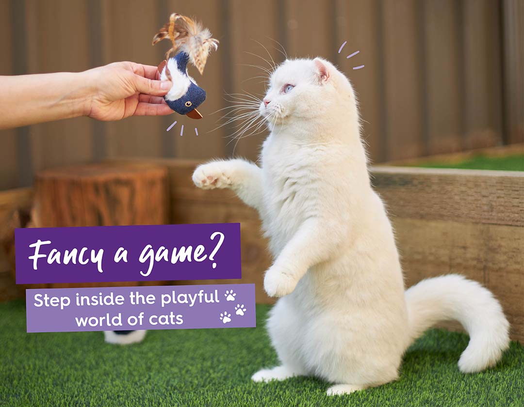 Fancy A Game? Inside The Playful World Of Cats & QUIZ
