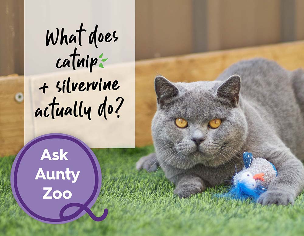 Ask Aunty Zoo: What Do Catnip & Silvervine Actually Do?