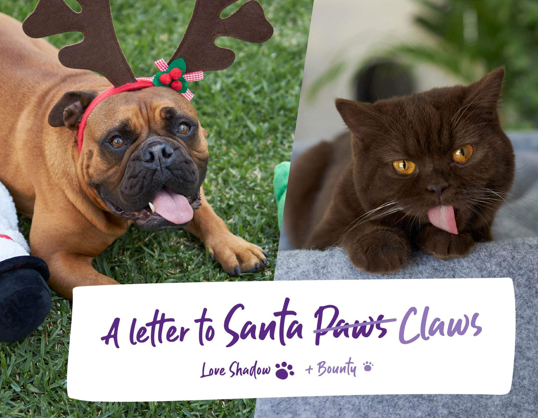 A Letter To Santa Paws (or Santa Claws) 🎄 + GIVEAWAY