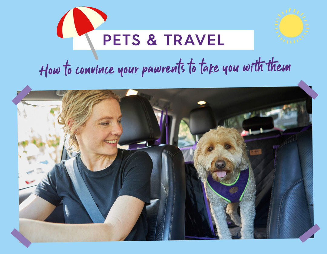 How to Convince Your Hoomans to Take You on Holiday With Them!