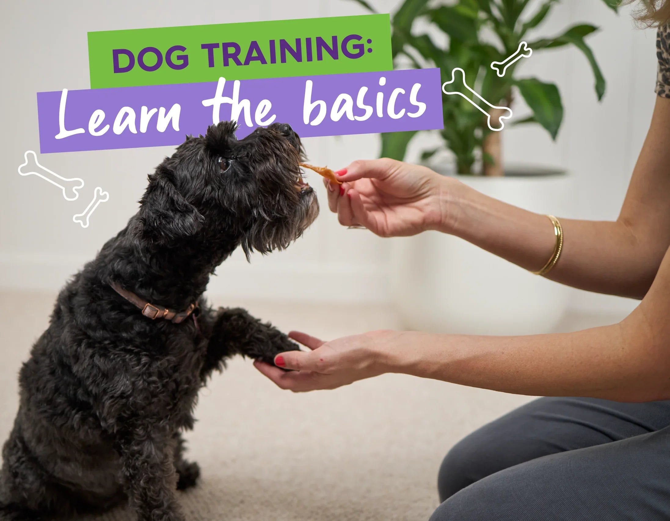 How to Train Your Dog: Learn the Basics Here! – Kazoo Pet Co