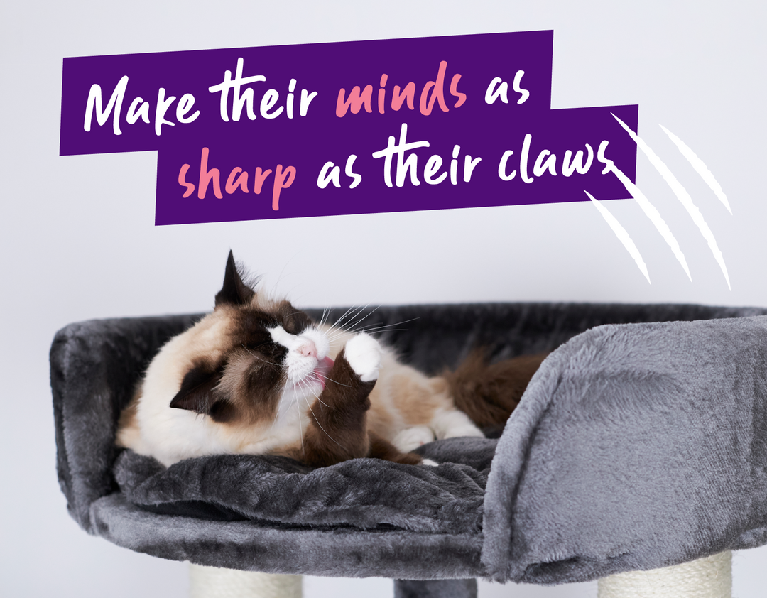 Enrichment Ideas For Cats To Make Their Minds As Sharp As Their Claws