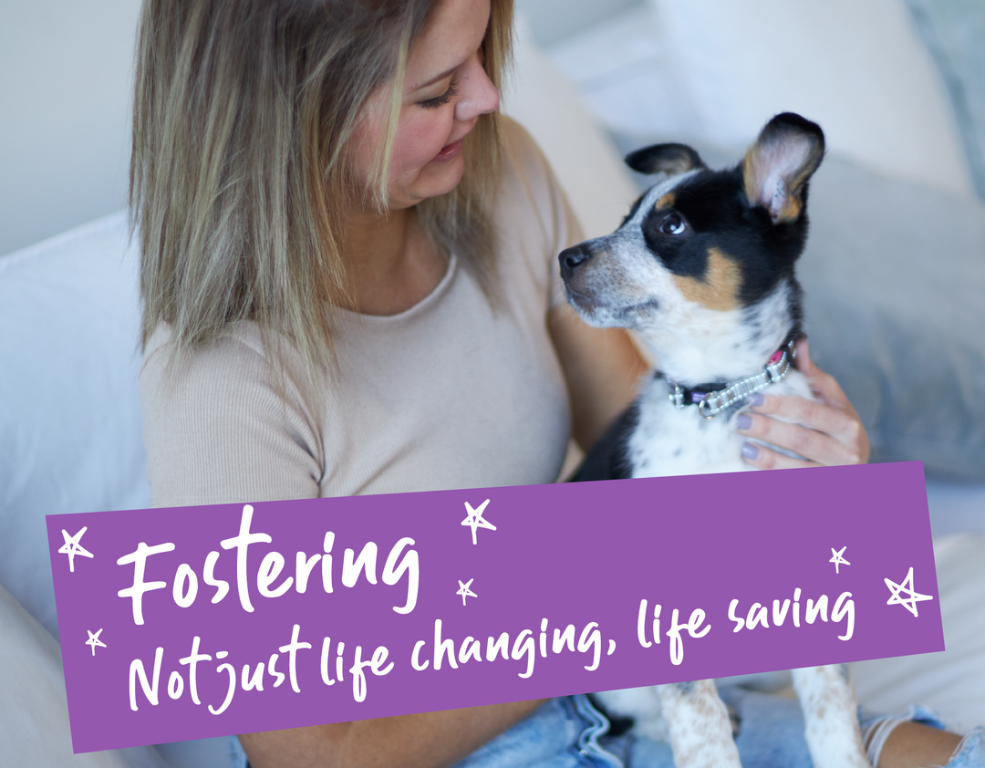 Interested In Fostering? We Dig Into The Facts. 🦴