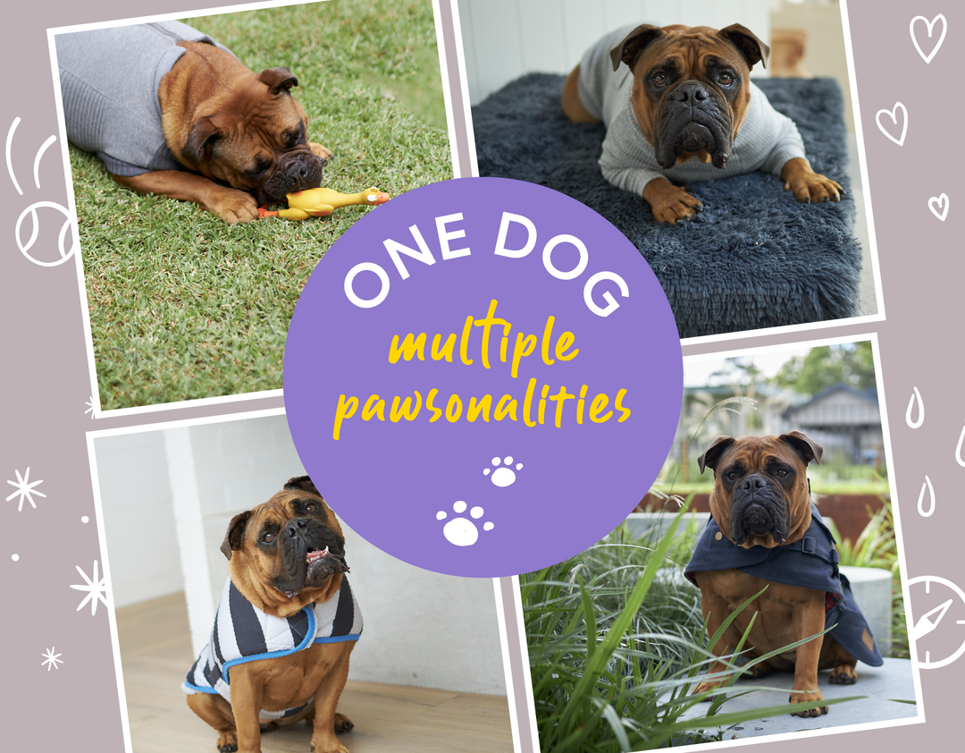 One Dog: Multiple Pawsonalities 🐶