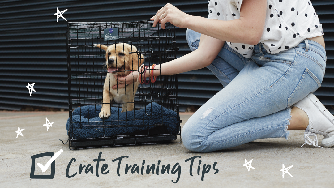 Crate Training: The how-to and houndy tips