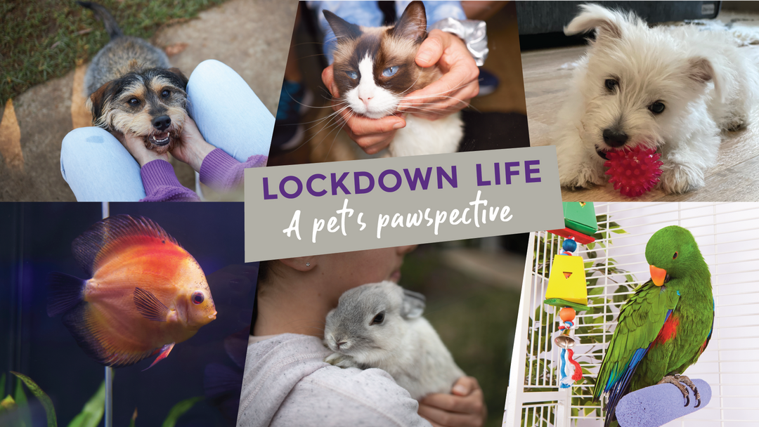 Lockdown: A Pet's Pawspective