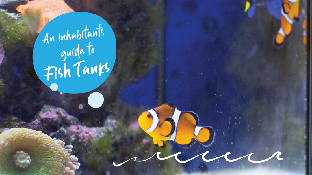 Fish Tank decorating - an inhabitants guide...