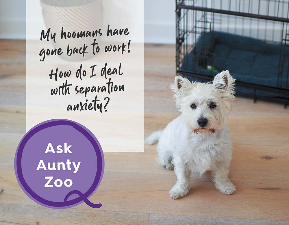 Ask Aunty Zoo: How To Handle Separation Anxiety