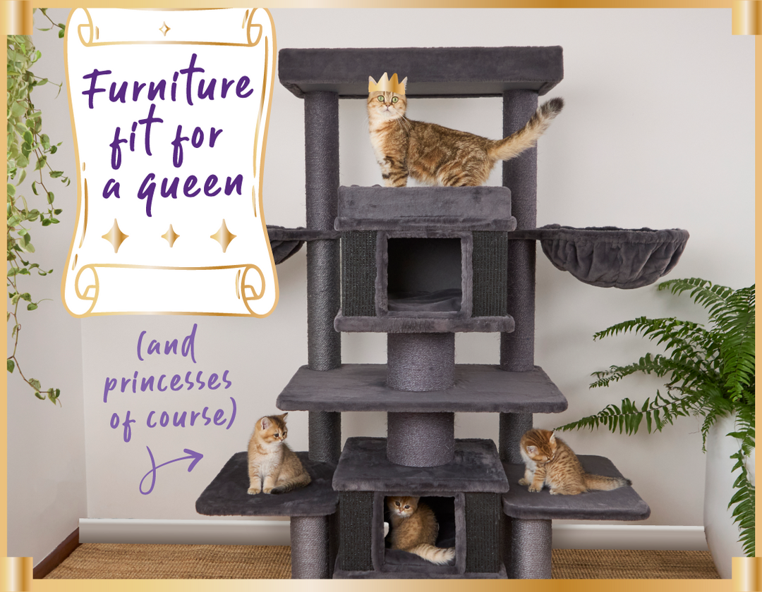 Furniture Fit Fur A Queen