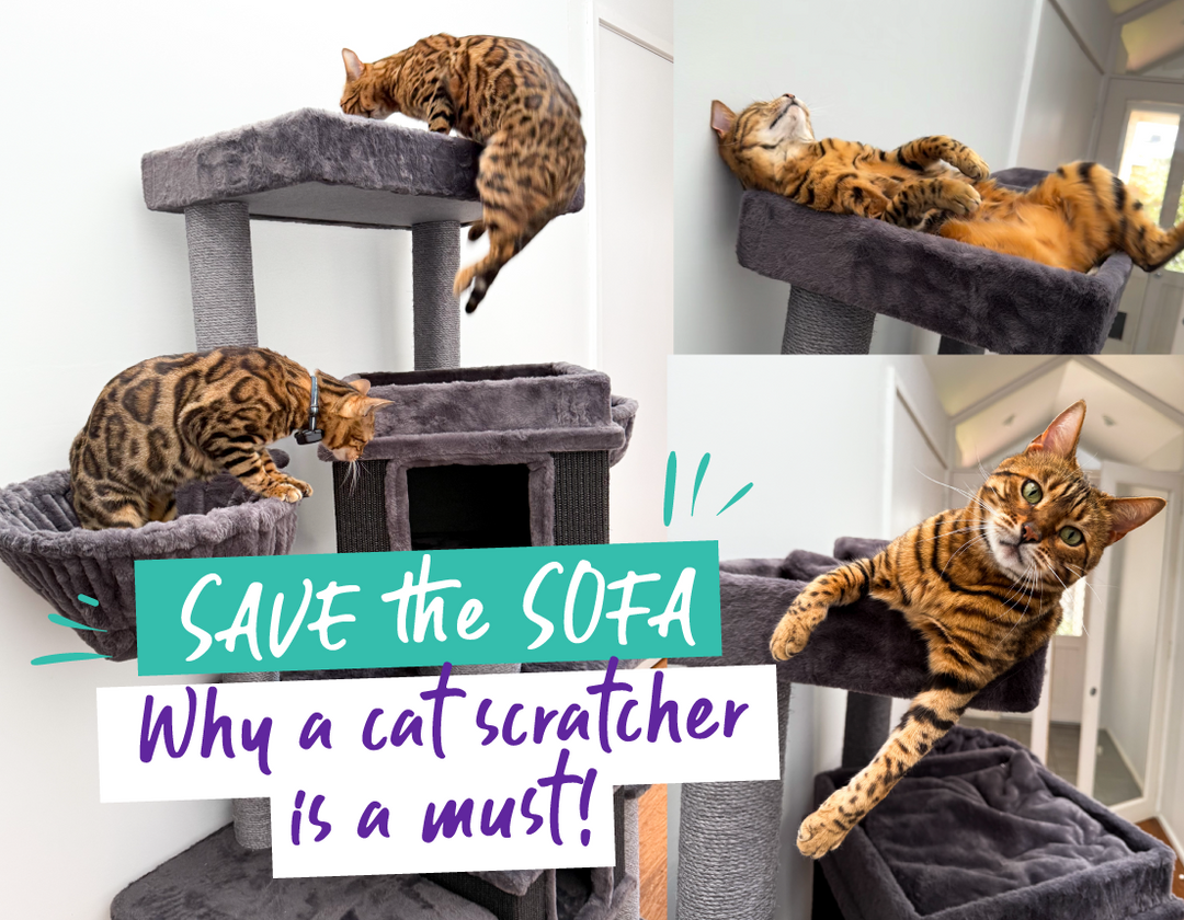 Save The Sofa - Why You Need a Cat Scratcher