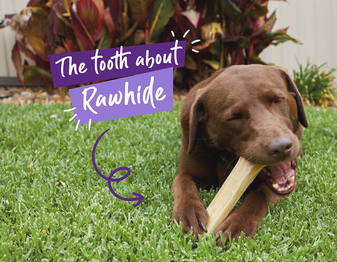 Rawhide: Ultimutt chew or furbidden snack?