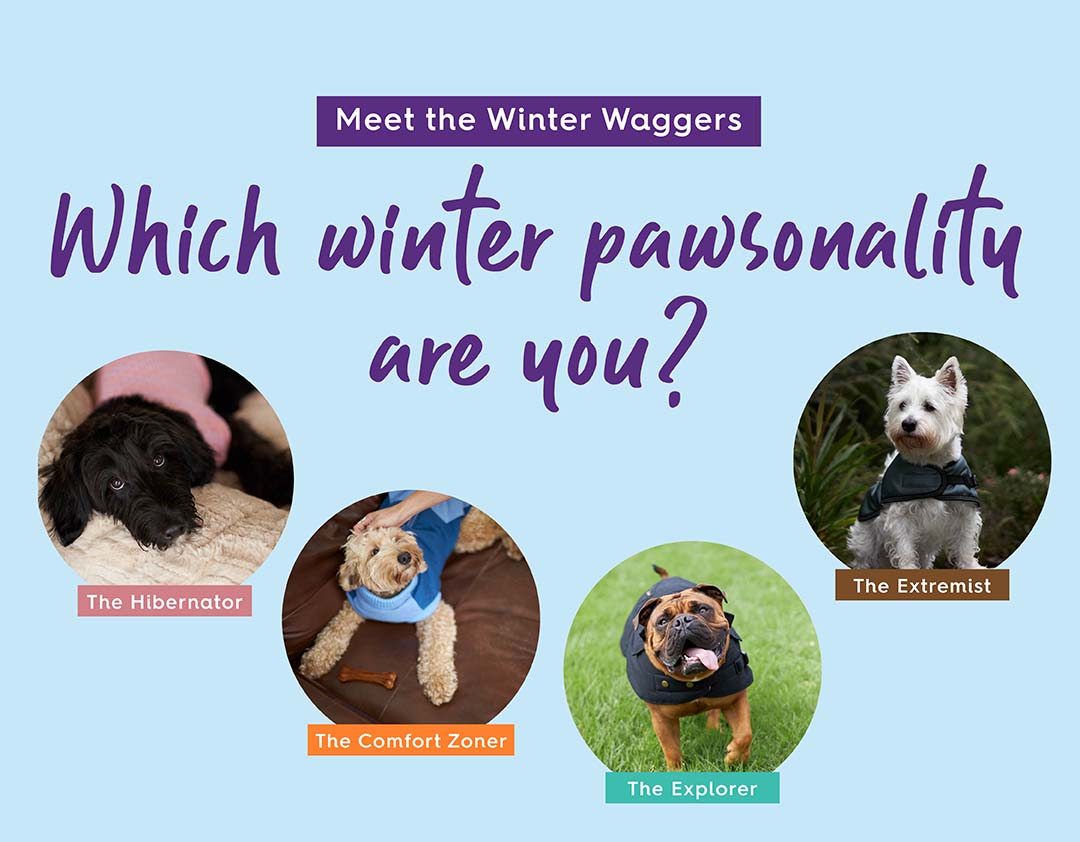 What's Your Winter Pawsonality?