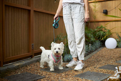 Retractable Dog Leads