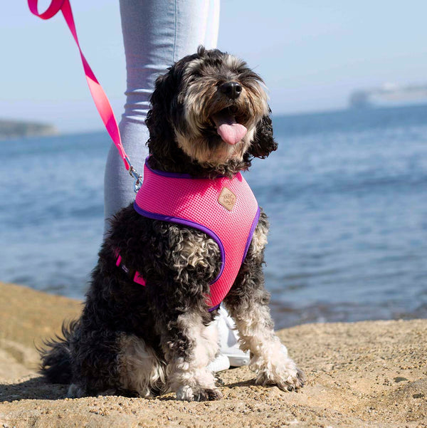 Collars, Leads & Harnesses