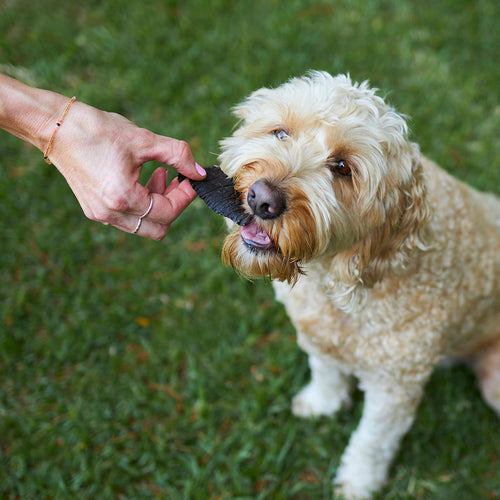 Dog Treats