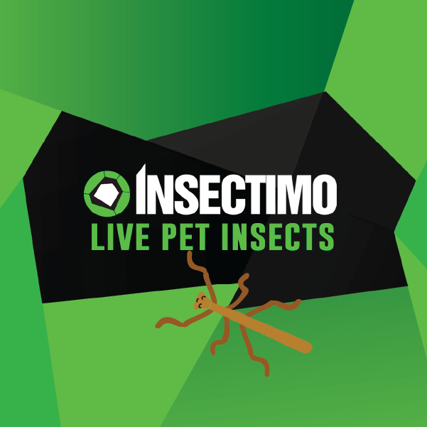 Insectimo Stick Insects – Kazoo Pet Co