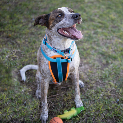 Dog Walking Harnesses