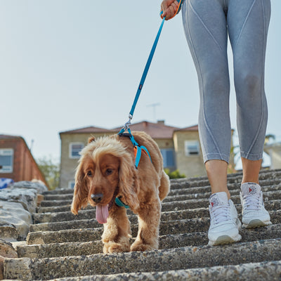 Dog Leads