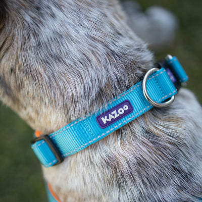 Dog Collars