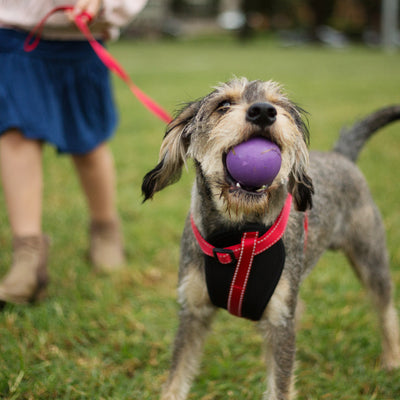 Dog Ball Toys