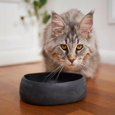 Cat Bowls