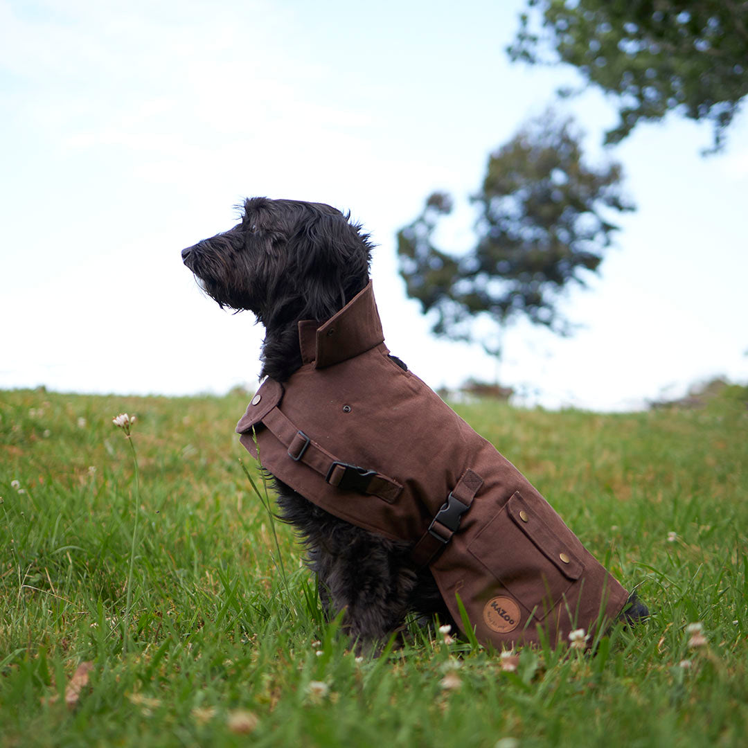 Kazoo black waterproof dog coat on aussie bulldog