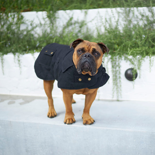 Kazoo Dog jacket grey