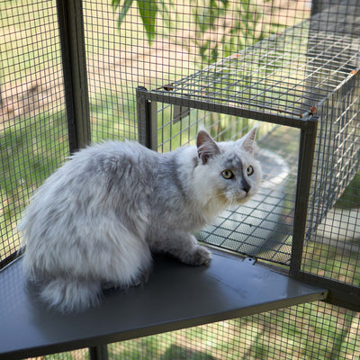 Cat Outdoor House