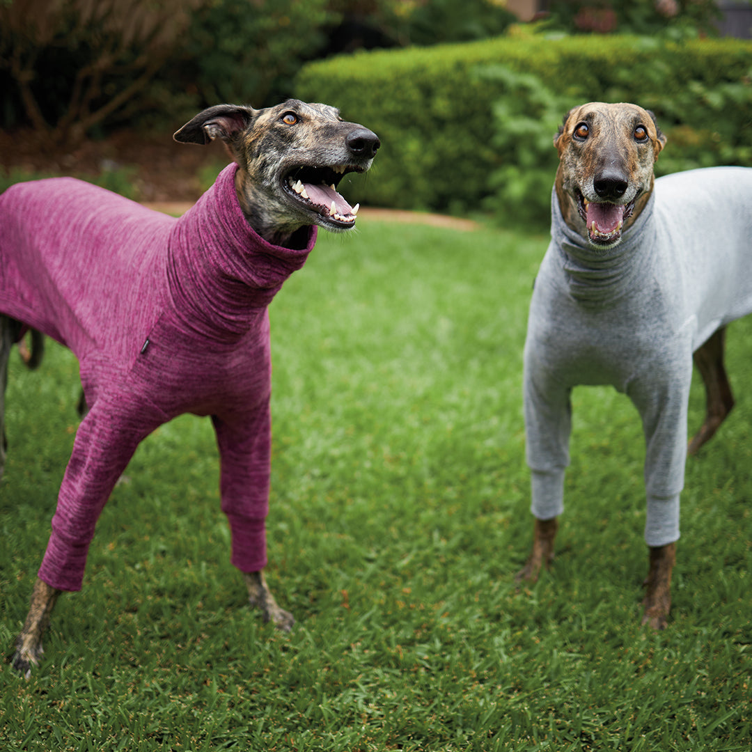 Greyhound Jumpers