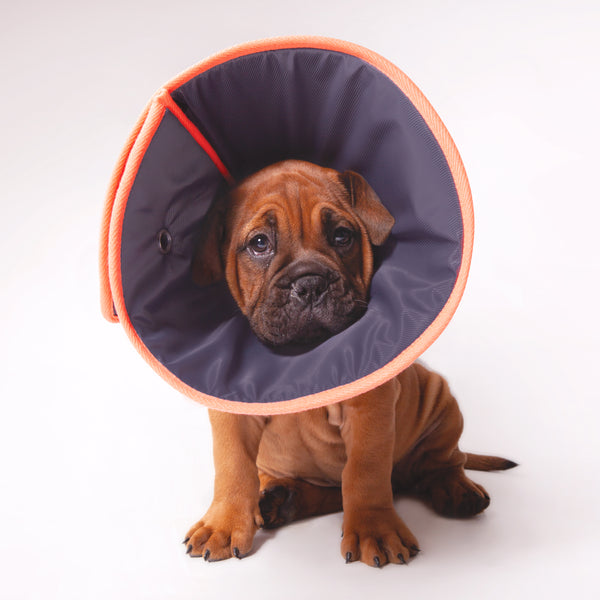 Dog Recovery Collars