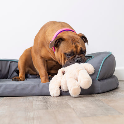 Dog Soft Toys